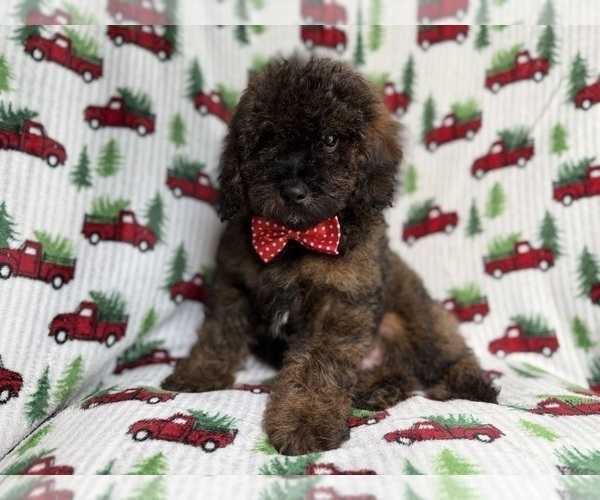 Medium Photo #5 Cockapoo (Miniature) Puppy For Sale in LAKELAND, FL, USA