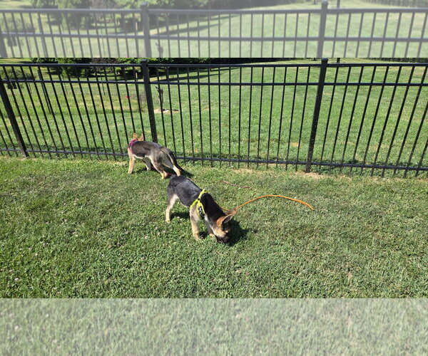 Medium Photo #9 German Shepherd Dog-Unknown Mix Puppy For Sale in Centreville, VA, USA