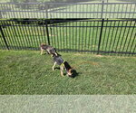 Small #8 German Shepherd Dog Mix