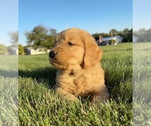 Golden Retriever Dog for Adoption in FREDERICKSBG, Ohio USA