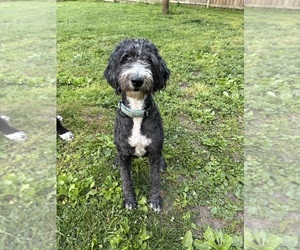 Mother of the Great Dane-Sheepadoodle Mix puppies born on 02/28/2026