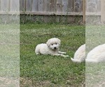 Small #5 Maremma Sheepdog