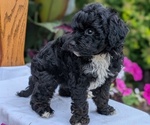 Small #11 Maltipoo (Toy)