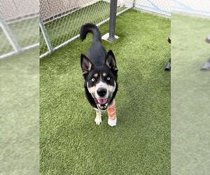 Gerberian Shepsky Dogs for adoption in Downey, CA, USA