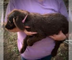 Small Photo #6 Labradoodle Puppy For Sale in TALKING ROCK, GA, USA