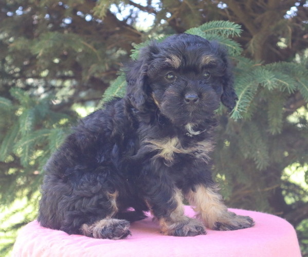 Medium Photo #28 Cavapoo Puppy For Sale in THORP, WI, USA