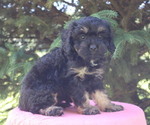 Small Photo #28 Cavapoo Puppy For Sale in THORP, WI, USA