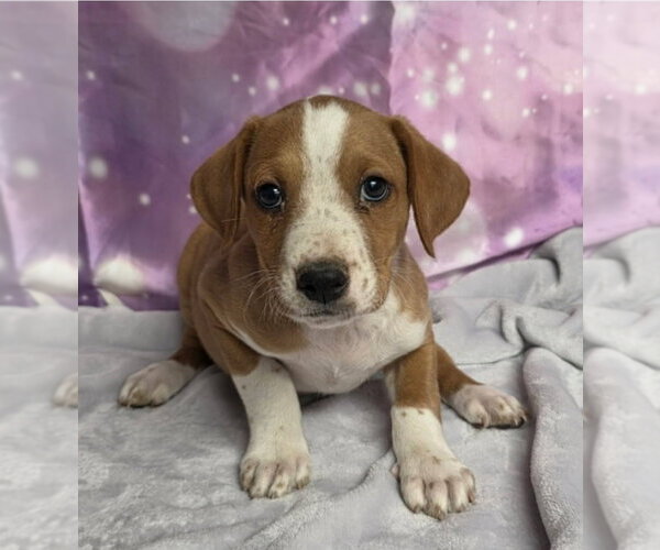 Medium Photo #2 Mutt Puppy For Sale in Lakewood, CO, USA