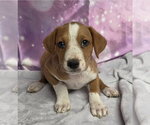 Small #1 Mutt