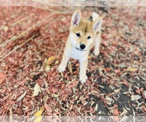 Shiba Inu Puppy for sale in FREMONT, CA, USA