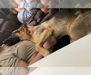 Luna - Female German Shepherd Dog Dog for Adoption - Photo #3