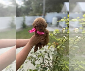 Poodle (Toy) Puppy for sale in TAMPA, FL, USA