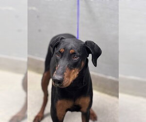 Doberman Pinscher-Unknown Mix Dogs for adoption in Las Vegas, NV, USA