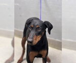 Small Doberman Pinscher Mix