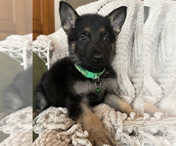 Medium Photo #2 German Shepherd Dog Puppy For Sale in PERKINSVILLE, VT, USA