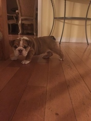 English Bulldog Puppy for sale in SALISBURY, MD, USA
