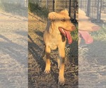 Small #14 American Pit Bull Terrier-Labrador Retriever Mix