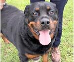 Small #1 Rottweiler