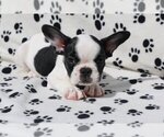 Small Photo #2 French Bulldog Puppy For Sale in BOCA RATON, FL, USA