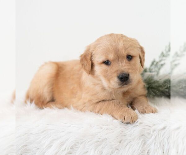 Medium Photo #4 Golden Retriever Puppy For Sale in NEWPORT, PA, USA