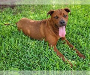 American Staffordshire Terrier Dogs for adoption in San Antonio, TX, USA