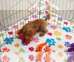 Amber - Female Cavapoo mix (+ Poodle Miniature) Puppy for Sale - Photo #12