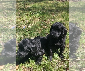 Goldendoodle-Poodle (Standard) Mix Puppy for sale in URBANA, OH, USA