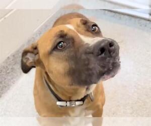 Labrador Retriever-Unknown Mix Dogs for adoption in Houston, TX, USA