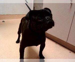 Pug Dogs for adoption in Martinez, CA, USA