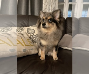 Pomeranian Puppy for sale in CONROE, TX, USA