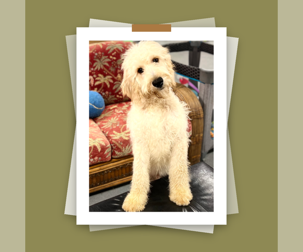 Medium Photo #2 Irish Doodle Puppy For Sale in DUNDEE, OH, USA