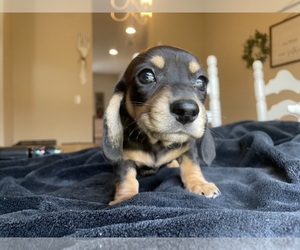Dachshund Puppy for Sale in AUGUSTA, Georgia USA