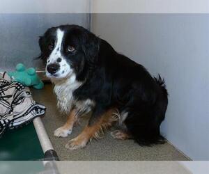 Australian Shepherd-Unknown Mix Dogs for adoption in West Valley, UT, USA