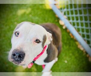 Mutt Dogs for adoption in Orlando, FL, USA