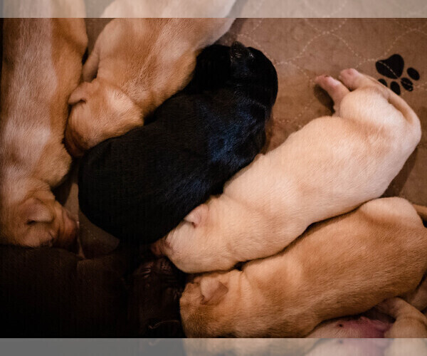 Medium Photo #16 Labrador Retriever Puppy For Sale in CARSON CITY, NV, USA