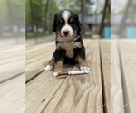 Small Photo #4 Bernese Mountain Dog Puppy For Sale in HARRISON, MI, USA