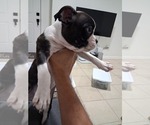 Image preview for Ad Listing. Nickname: Frenchton