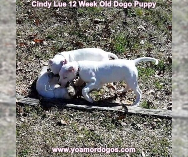 Medium Photo #156 Dogo Argentino Puppy For Sale in PINEVILLE, MO, USA
