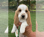 Puppy Solid Green C Basset Hound
