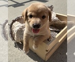 Image preview for Ad Listing. Nickname: Pooh bear
