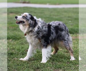 Mother of the Australian Shepherd puppies born on 02/07/2026