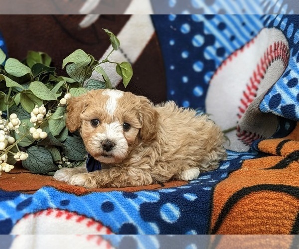 Medium Photo #4 Maltipoo Puppy For Sale in OXFORD, PA, USA
