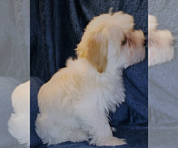 Medium Photo #19 Morkie Puppy For Sale in HOLLAND, MI, USA