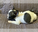 Small Photo #11 French Bulldog Puppy For Sale in MBORO, TN, USA