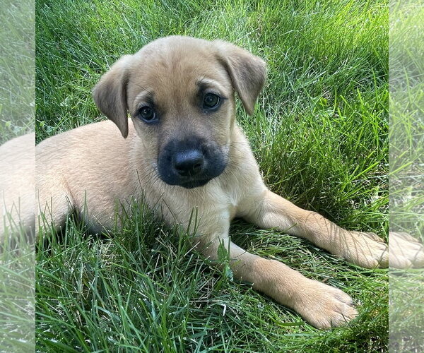 Medium Photo #15 Mutt Puppy For Sale in Fargo, ND, USA
