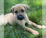 Small #14 Mutt