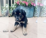 Small Photo #3 German Shepherd Dog Puppy For Sale in CHESTERFIELD, MI, USA
