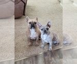 Small Photo #1 French Bulldog Puppy For Sale in PUEBLO, CO, USA