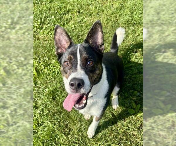 Medium Photo #1 Border Collie-Unknown Mix Puppy For Sale in Center Township, PA, USA