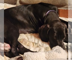 Great Dane Puppy for sale in GREAT BEND, PA, USA
